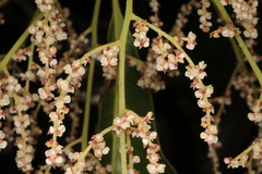 Meliosma simplicifolia subsp. simplicifolia